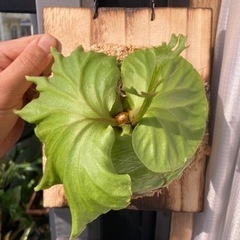 値下げPlatycerium ridleyi 2023_12