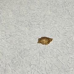 こたつ　75×75 天板傷ありの画像