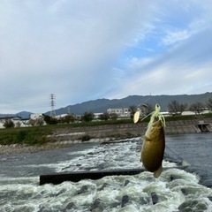 バスフィッシング！