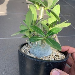 アデニウムアラビカムの画像