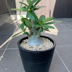 アデニウムアラビカム