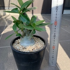 アデニウムアラビカムの画像