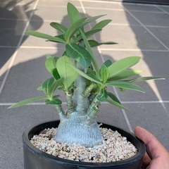 アデニウムアラビカムの画像