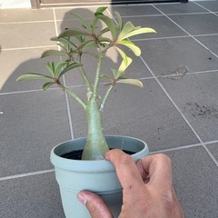 アデニウムオベスム　塊根植物の画像