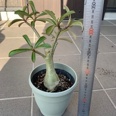 アデニウムオベスム　塊根植物の画像