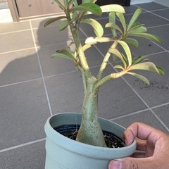 アデニウムオベスム　塊根植物の画像
