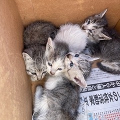 子猫