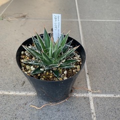 アガベ　シジゲラ　多肉植物の画像