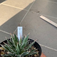 アガベ　シジゲラ　多肉植物の画像