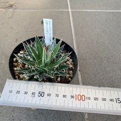 アガベ　シジゲラ　多肉植物の画像