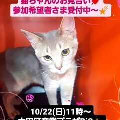 10/22(日)譲渡会。アビシニアン兄弟(⋈◍＞◡＜◍)。✧♡