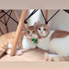 愛らしい猫達30-40匹参加‼️15日都内保護猫譲渡会