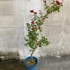 サルスベリ　赤色の画像