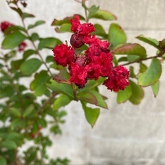 サルスベリ　赤色の画像