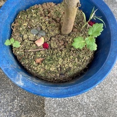 サルスベリ　赤色の画像