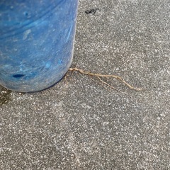 サルスベリ　赤色の画像