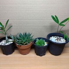 多肉植物等４鉢セット-B　現在取引中！