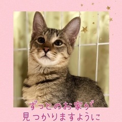 しょんぼり困り顔が可愛い【譲渡会参加】