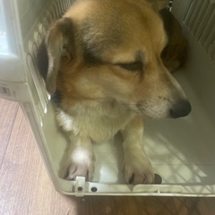 飼い主様決まりました！ありがとうございます！