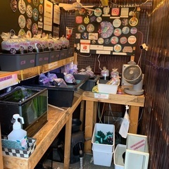 【五桜メダカ】10月12日　横須賀めだか無人販売