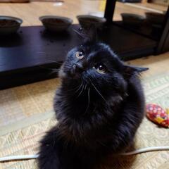 仔猫の相談室Vita里親募集(31)