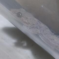ヤモリ