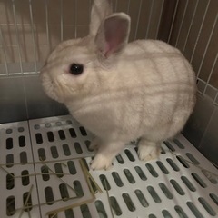 里親さん募集してます。ネザーランドドワーフ　白