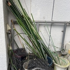  植物支柱 花ささえ 観葉支柱 花支柱 ガーデニング用支柱 園芸...