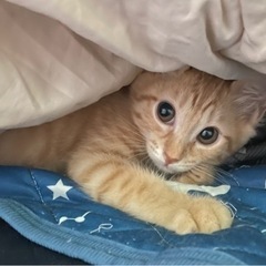 イケメン茶トラ　男の子　生後3か月