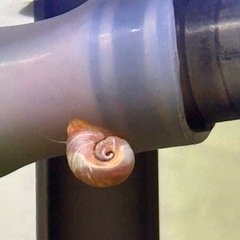 レッドラムズホーン
