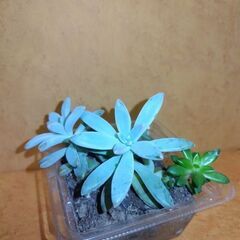 多肉植物寄植え