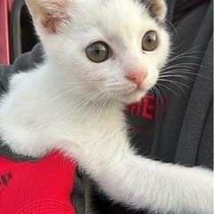 「急募」里親2ヶ月くらいの子猫オス - 猫