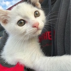 「急募」里親2ヶ月くらいの子猫オス
