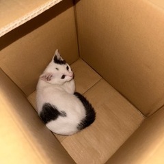 「急募」里親2ヶ月くらいの子猫オス - 名古屋市