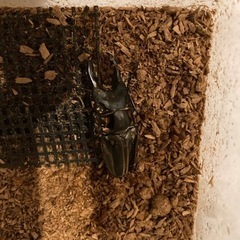 ゼブラノコギリクワガタ　ペア
