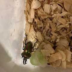 ニジイロクワガタ　ペア