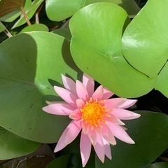 温帯睡蓮　根6cmの画像