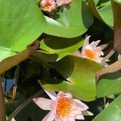 温帯睡蓮　根6cmの画像