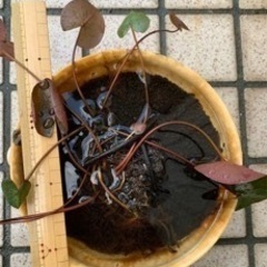 温帯睡蓮　根6cmの画像