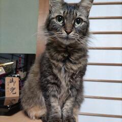 人馴れ抜群　サビトラにゃんこ