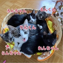 生後約2ヶ月 人馴れしてます！女の子の子猫ちゃん