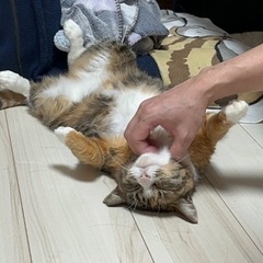 甘えん坊で可愛いらしい三毛猫 3才