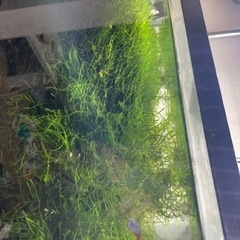 ウィローモス30gより