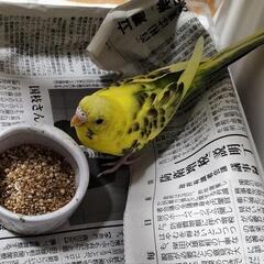 セキセイインコちゃん