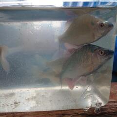 カネヒラ（琵琶湖産）の画像