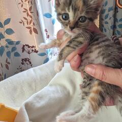 保護猫３匹　シマミケ♀　キジトラ♂　茶トラ♀1ヶ月 − 香川県