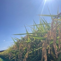 新米 えびの産 ひのひかり 