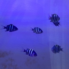 オヤビッチャ　10匹まで