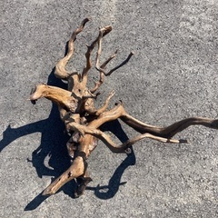 値下げ　流木　オブジェ