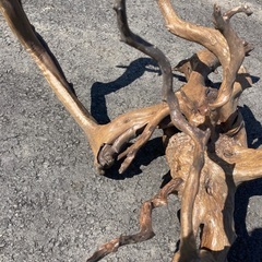 値下げ　流木　オブジェの画像